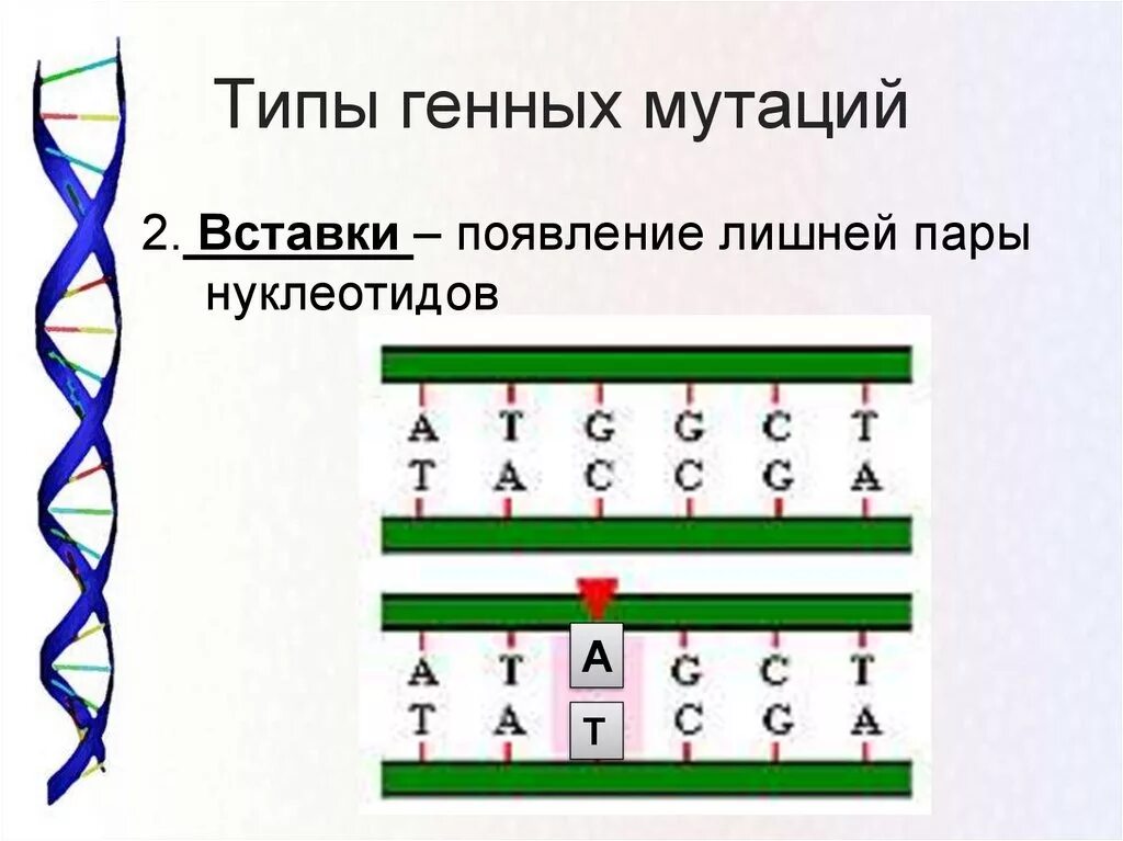 Типы генных мутаций. Генные мутации замена нуклеотидов. Выпадение нуклеотида Тип мутации. Генные мутации вставка.