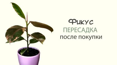 Фикус каучуконосный пересадка