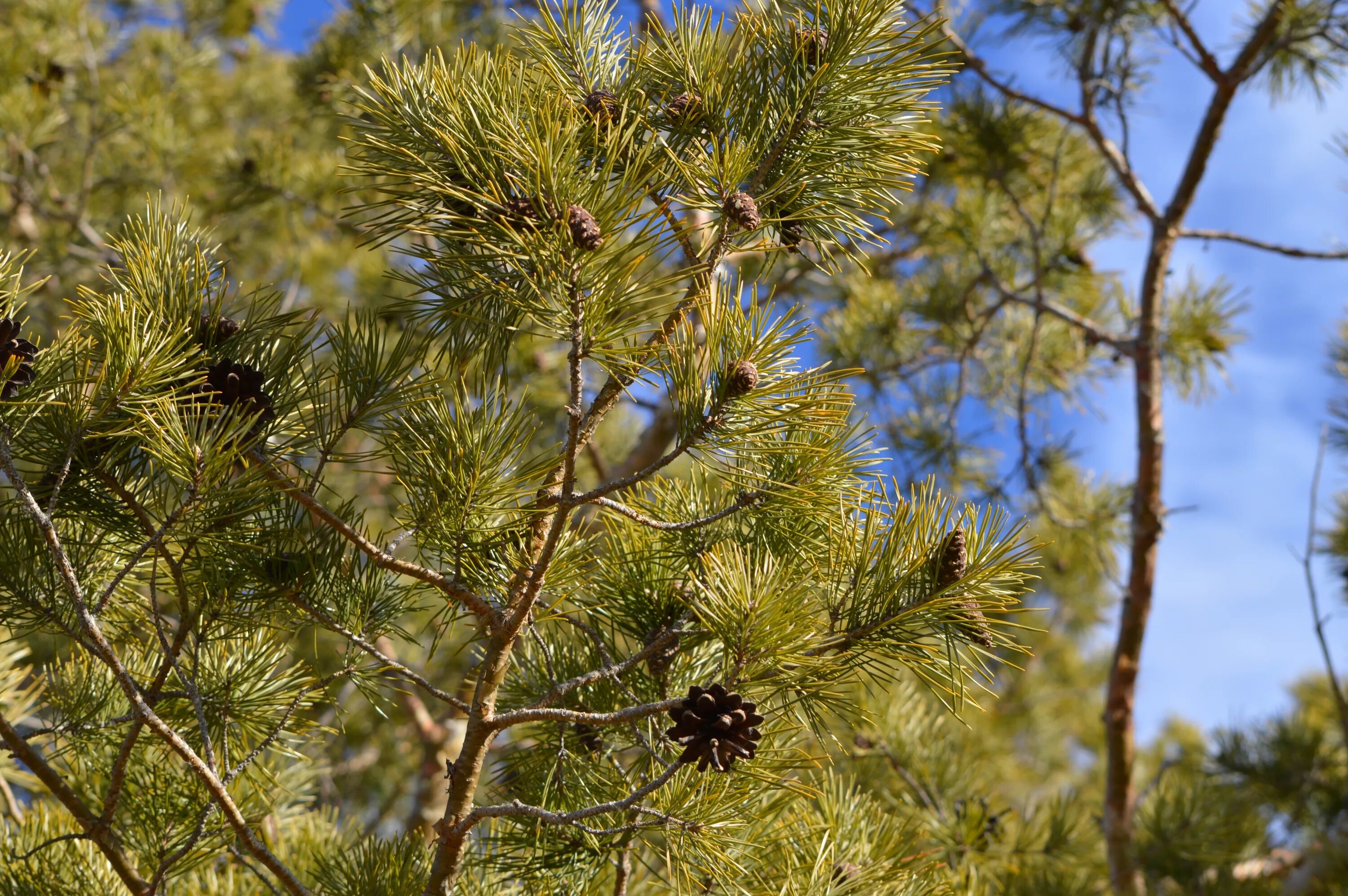 Хвойная 33. Хвойники сосны. Pinus Sylvestris Cones. Сосна Банкса. Сосна обыкновенная дерево.