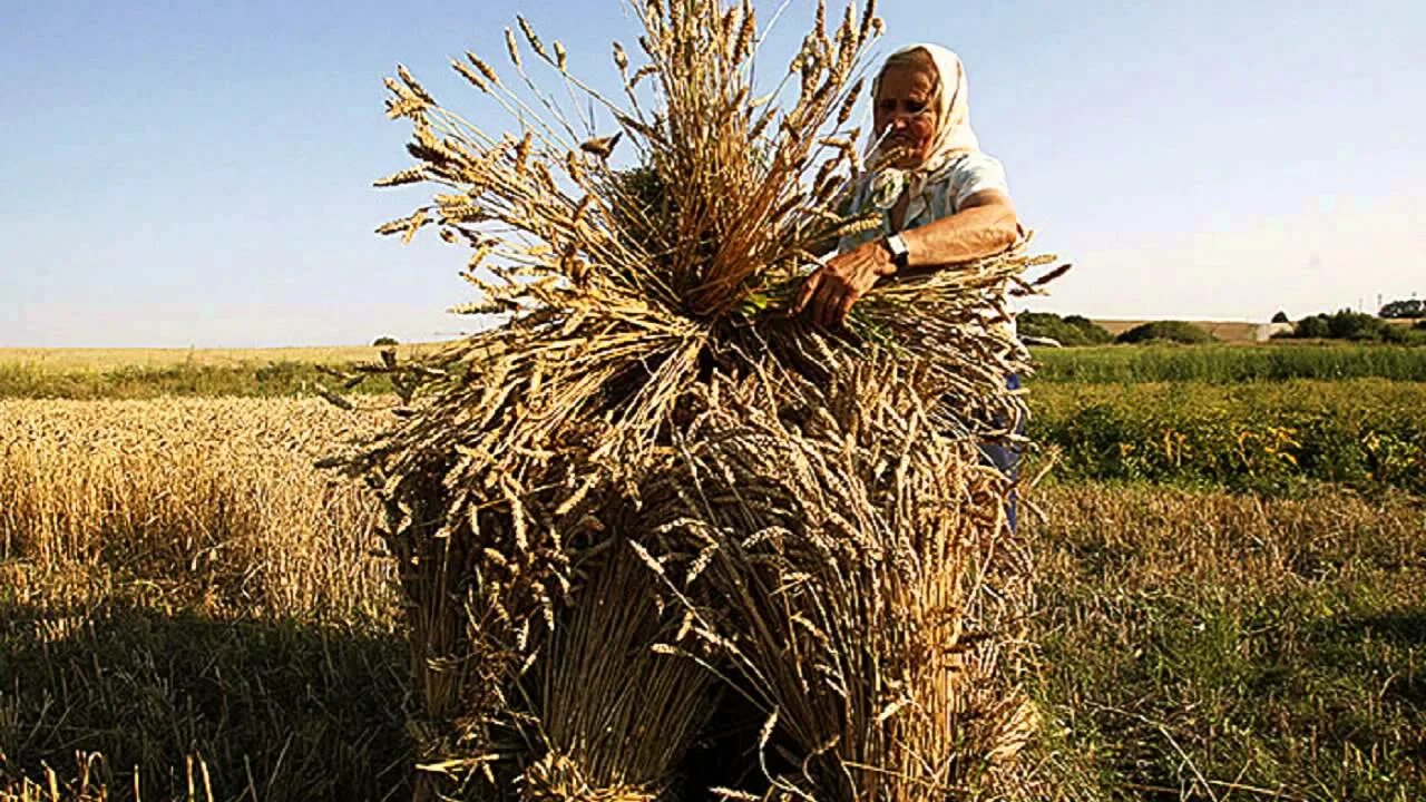 Хлеб сноп. Скирда сноп. Пшеничный сноп. Жатва снопы. Сноп ржи.