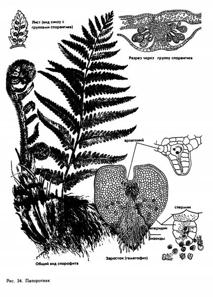 Жизненный цикл папоротника схема. Жизненный цикл папоротника гаметофит. Строение папоротника егэ. Папоротники егэ. Папоротники егэ.