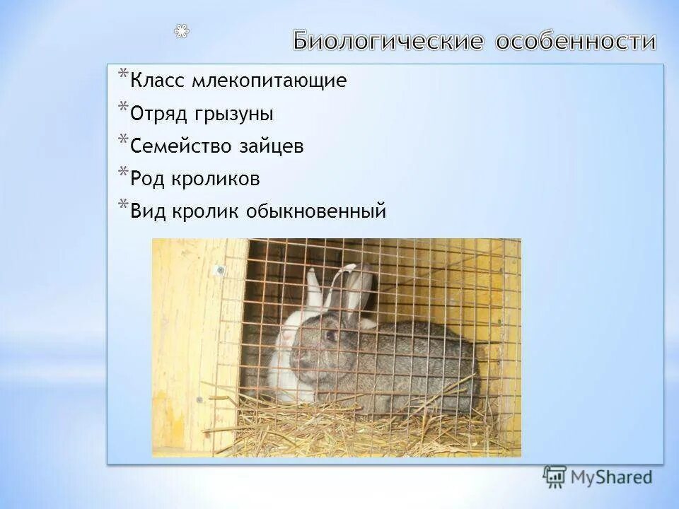 К каким животным относятся кролики. Кролик класс отряд. Виды отряды семейства кролики. Кролик вид отряд. Кролик вид семейство род.