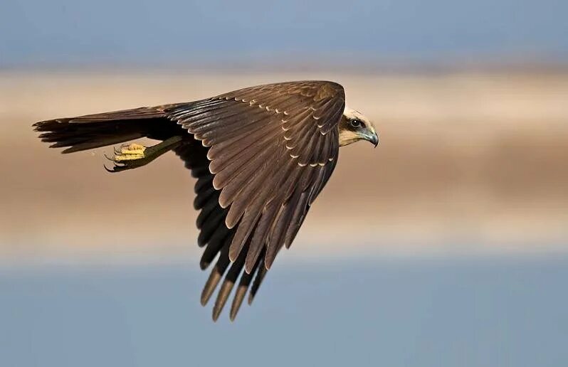 Полет птицы 1988. Птица вид сверху. Полет птицы 7. Полет птицы 7. Орел в небе.