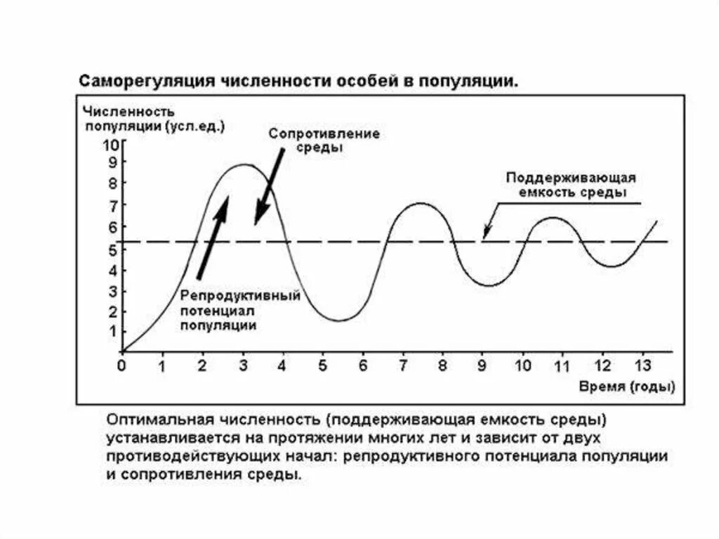 Какое значение популяции имеет емкость среды. Саморегуляция численности популяций. Схема саморегуляции численности популяции. Концепция саморегуляции численности популяции. Емкость среды популяции.