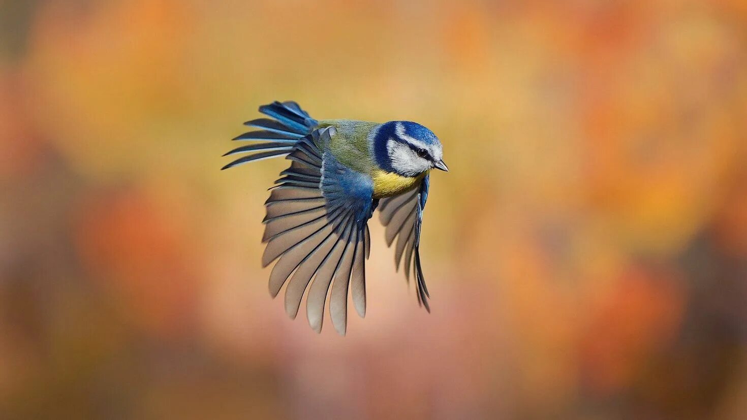 Full bird. Синичка лазоревка. Синица лазоревка в полете. Синица лазоревка крыло. Лазоревка синица Wallpaper.