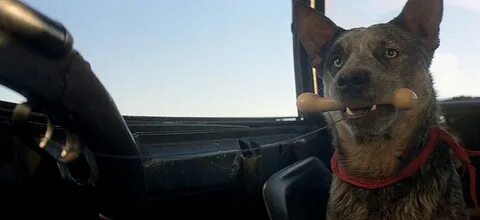 Mad max собака