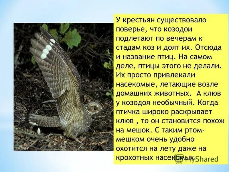 Козодой почему так называется. Козодой. козодой птица почему так называется. козодой интересные факты. козодой описание.