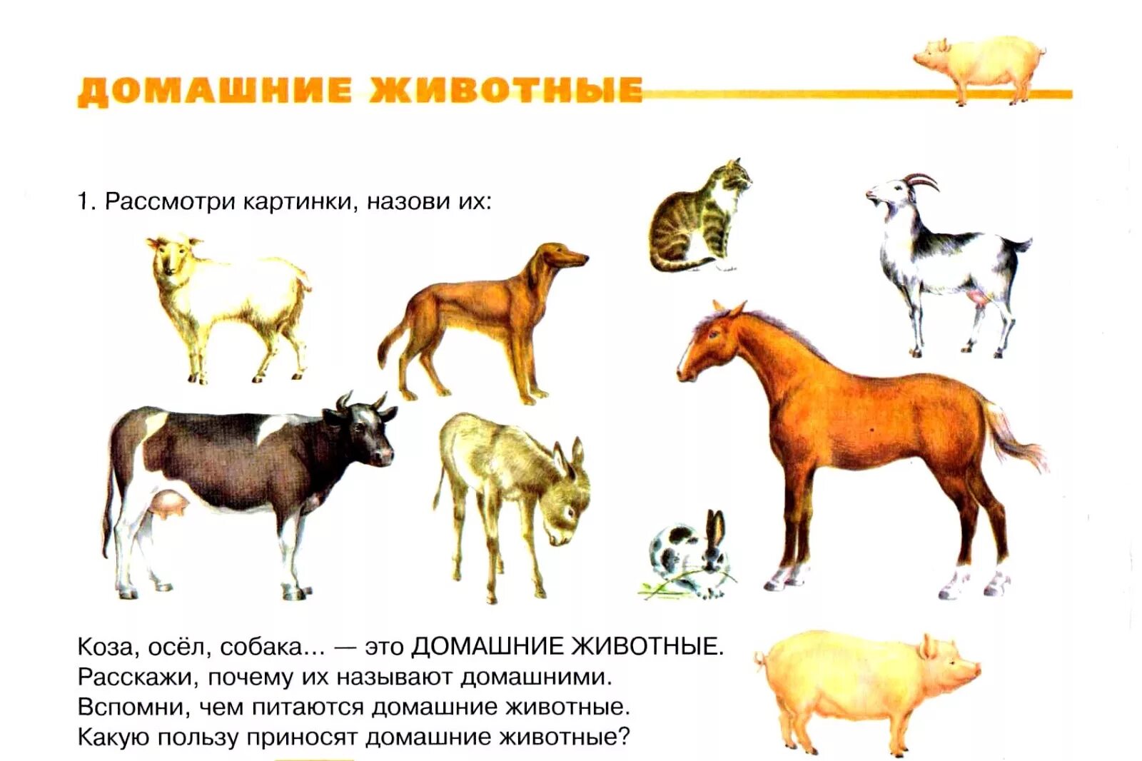 Конспект средней группы домашние животные