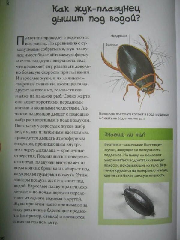 Жук плавунец доклад. Жук плавунец и малек рыбы тип отношений. Полосатые жуки плавунцы. Водный жук-плавунец личинки. Жук плавунец и малек рыбы тип отношений.