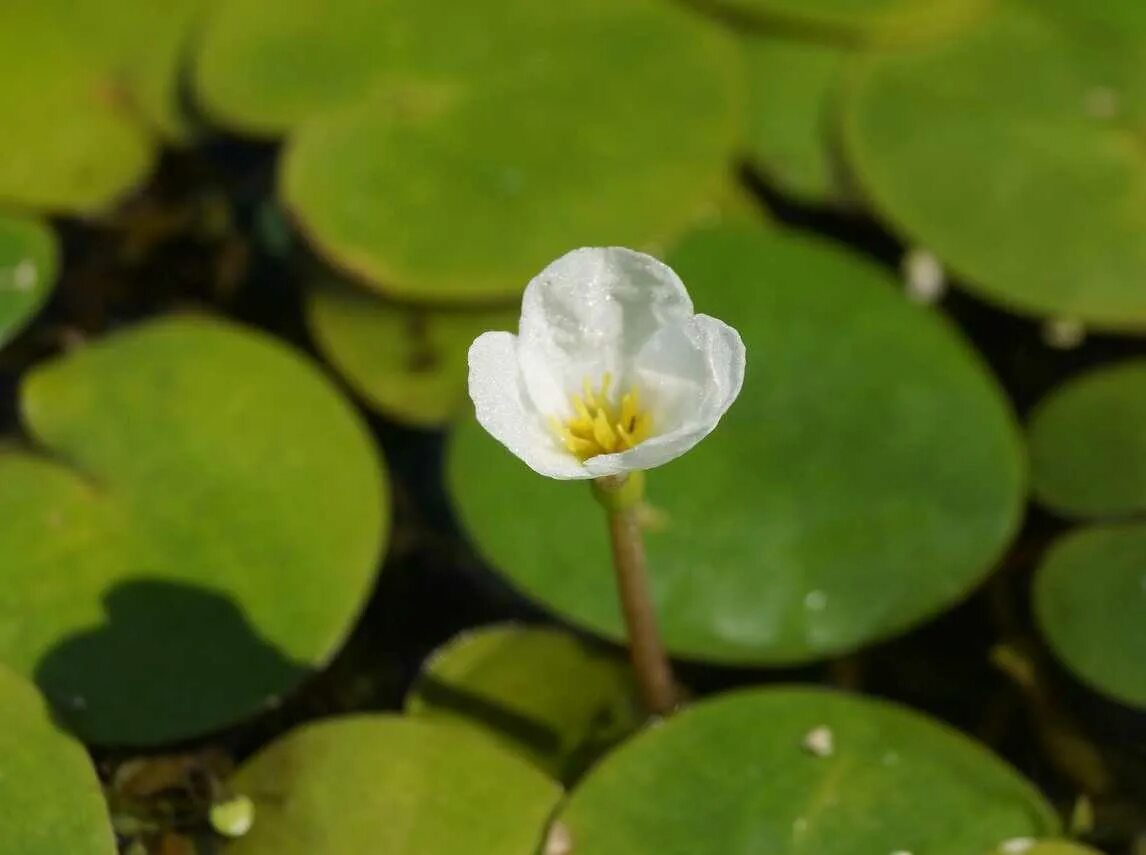 Водокрас обыкновенный. Водокрас Лягушачий. Водокрас Лягушачий (Hydrocharis morsus-Ranae). Водокрас обыкновенный (Hydrocharis morsus-Ranae).