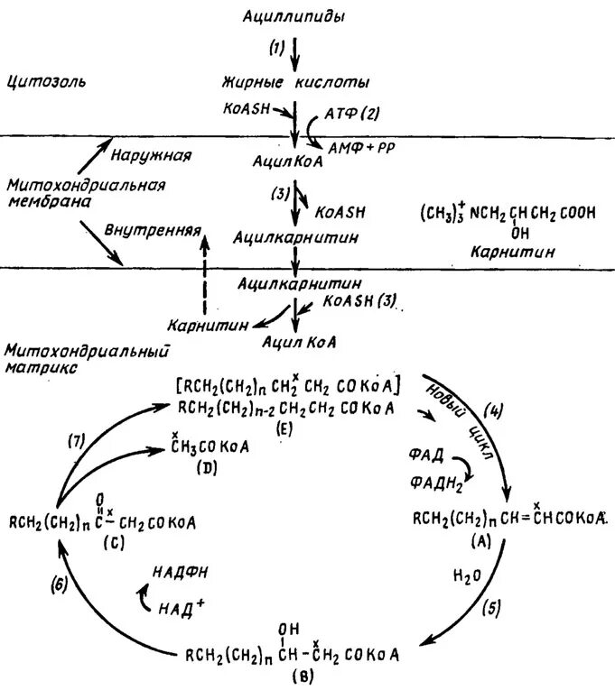 Ацетил коа в митохондриях. Бета окисление ацил-КОА. ∆2,3-ацил-КОА. Ацетил КОА В жирные кислоты. Превращение жирных кислот в ацетил КОА.