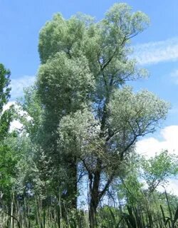 Ива белая лечебные
