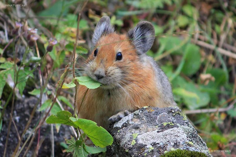 Пищухи зайцеобразные зубы. Малая пищуха. Грызуны и зайцеобразные. Пищуха сеноставка. Зайцеобразные представители.