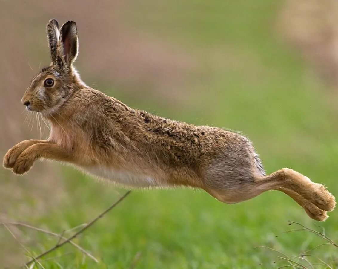 Кролик в прыжке. Заяц русак лапы. Заяц русак бежит. Заяц русак скорость. Заяц русак бег.