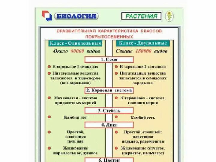 Деление покрытосеменных на классы. Биология Покрытосеменные растения таблица. Классификация покрытосеменных растений схема. Классификация покрытосеменных растений таблица. Систематика цветковых растений.