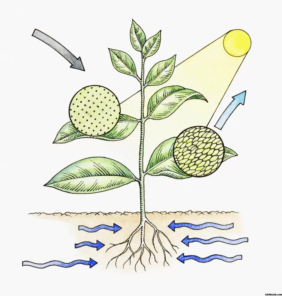 15 дыхание и обмен веществ у растений. Фотосинтез растений. Фотосинтез рис. Фотосинтез схема. Схема фотосинтеза у растений.