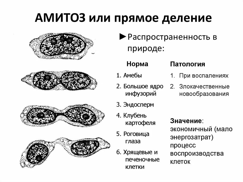 Картинки СТАДИЯ РАЗВИТИЯ МИТОЗА