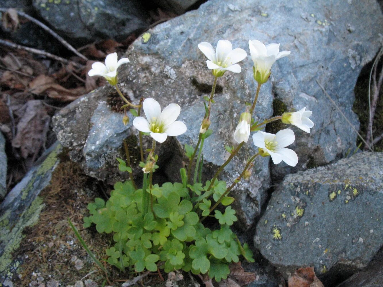 Камнеломка цветок описание. Камнеломка Сибирская. Saxifraga sibirica. Камнеломка Камнеломкоцветные. Камнеломка Болотная (Saxifraga hirculus).