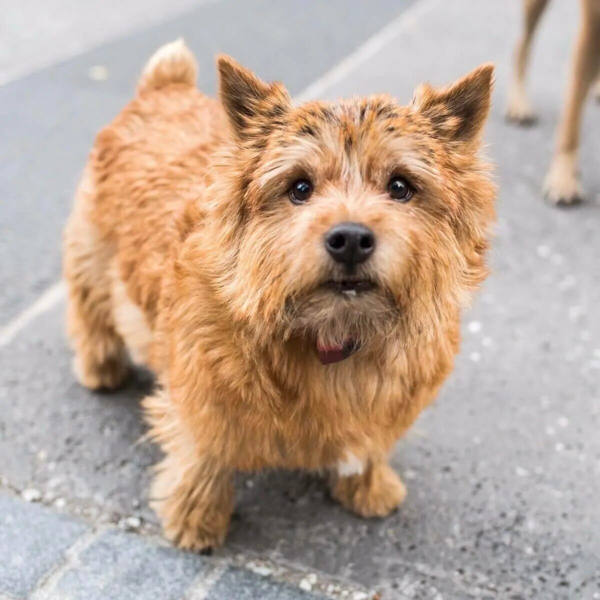 Порода собак норвич терьер. Собака норвич терьер. Норвич терьер. Собака норвич терьер. Норвич терьер.