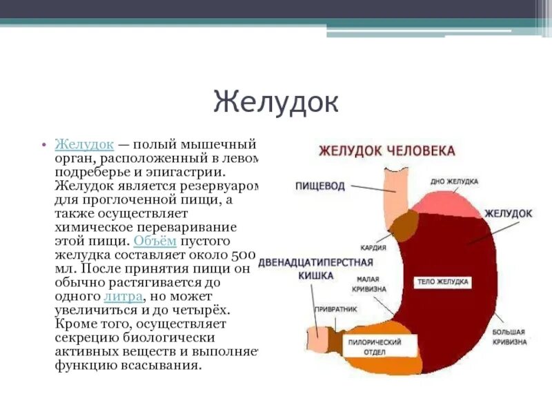 Желудок мышечный орган. Желудок в левом подреберье. Это полый мышечный орган, расположенный в левом подреберье.