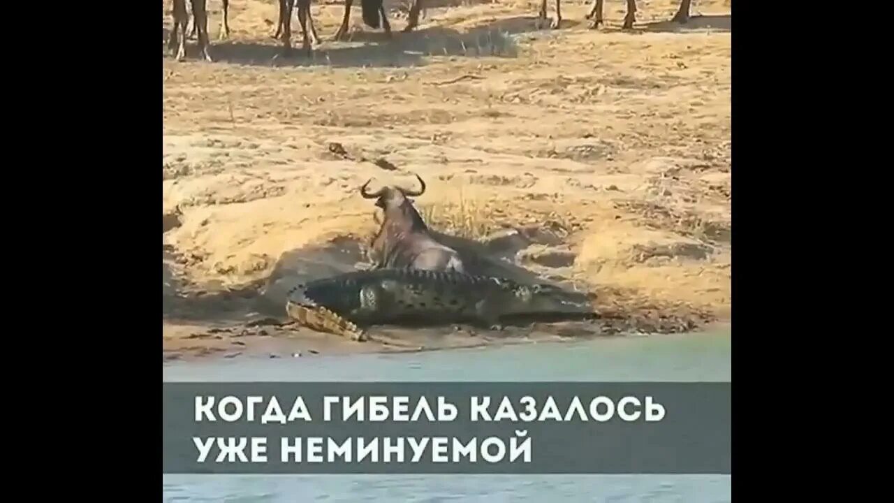 Друг страшнее врага