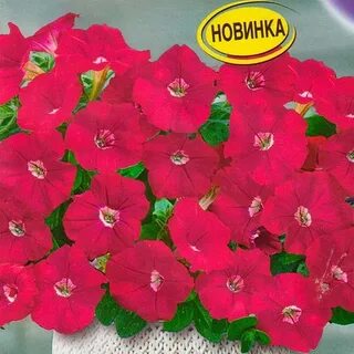 Петуния минибелла отзывы