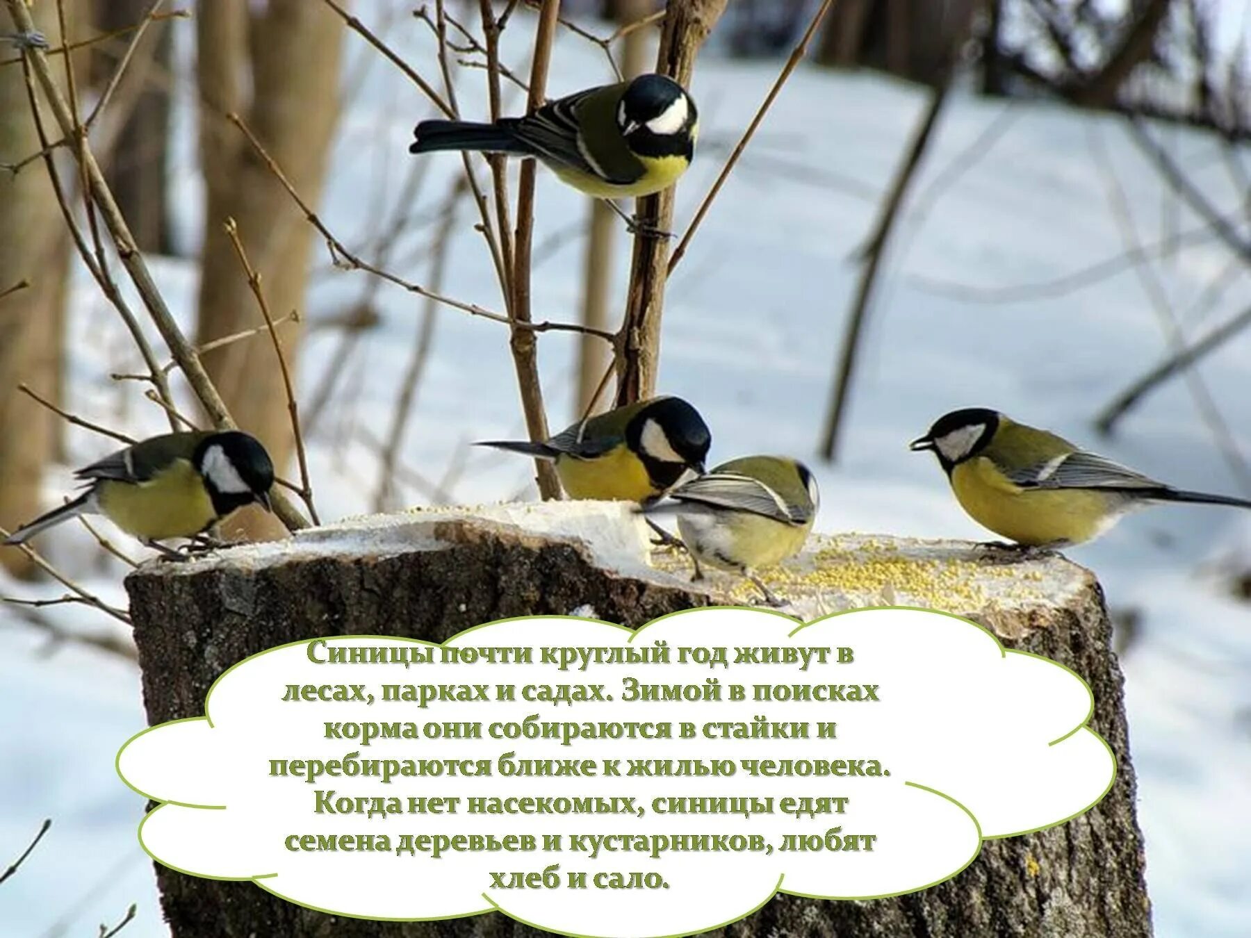 Наблюдение за синичкой. Зимняя жизнь птиц. Зимующие птицы. Стайки птиц зимой в лесу.