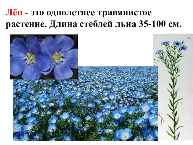 Информация о лен. Лен. лен цветок. лен однолетнее растение. лен презентация.