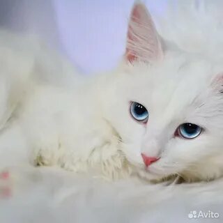 Имя для белой кошки с голубыми глазами