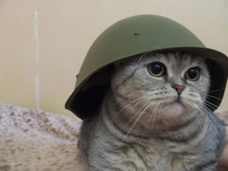 Эх взять. Кот военный. Котенок в военной форме. Боевые коты. Кот в костюме военного.