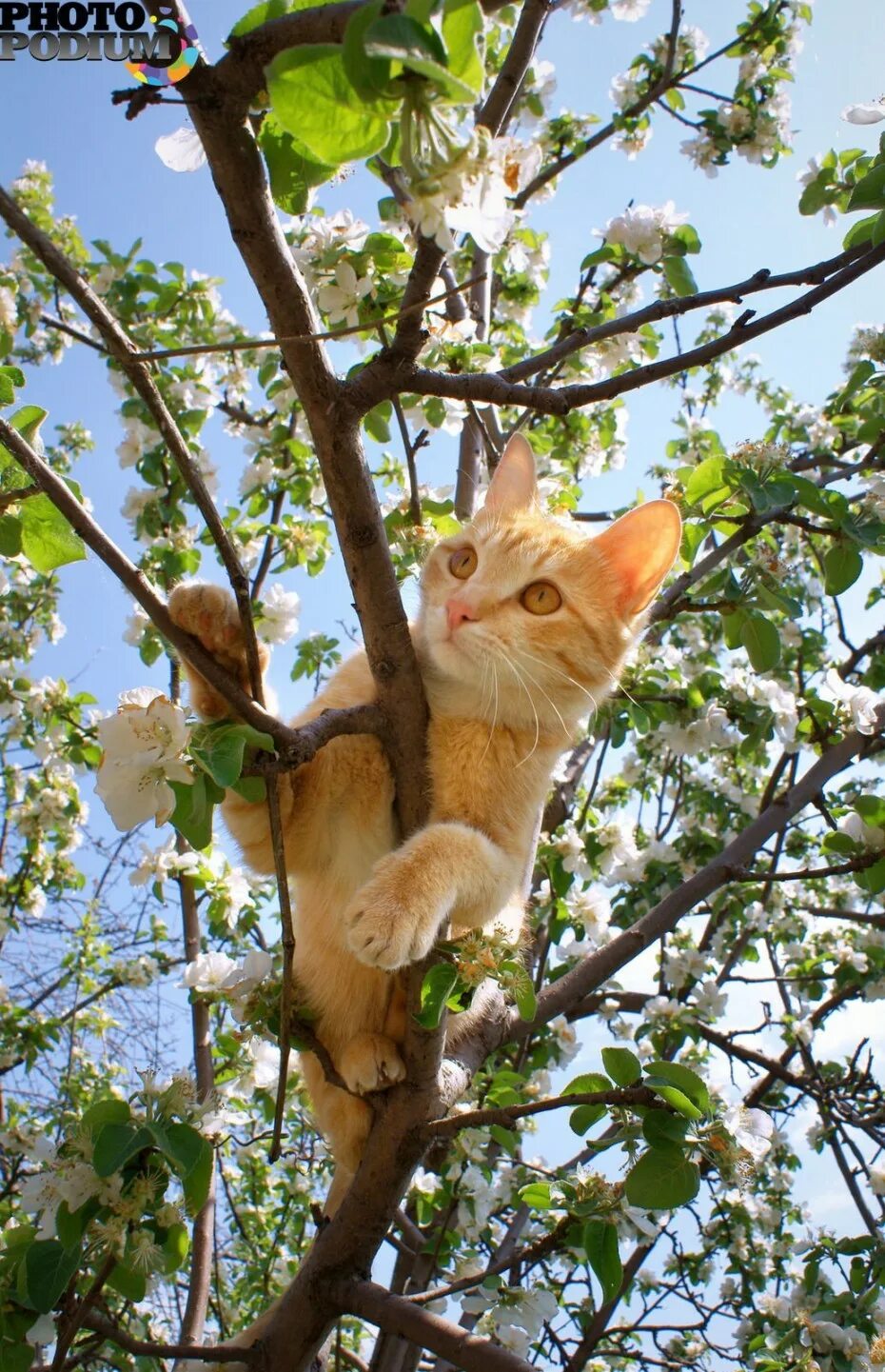 Кот живущий на дереве. Кот д. котенок на дереве. рыжий кот на ветке.