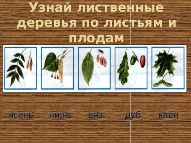 Урок окружающего мира "Леса России"4 класс