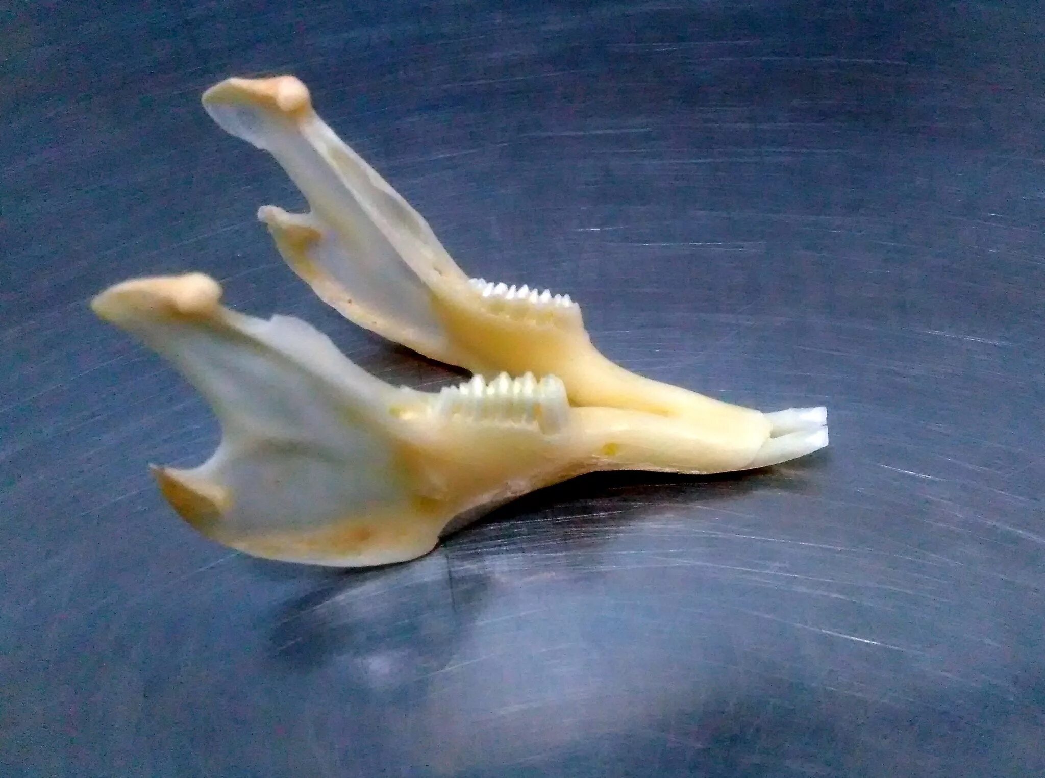 Nature is Lit on Twitter Teeth, Animal teeth, Seal