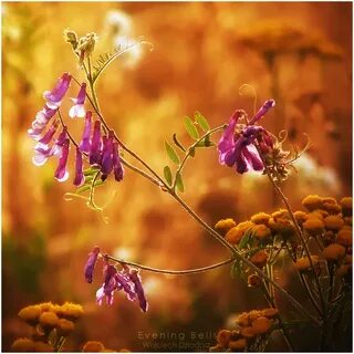 Evening bell