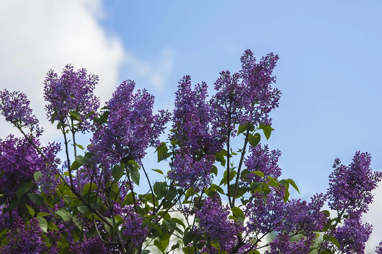 Какая ветка сирени. Сирень Звегинцева (Syringa sweginzowii).