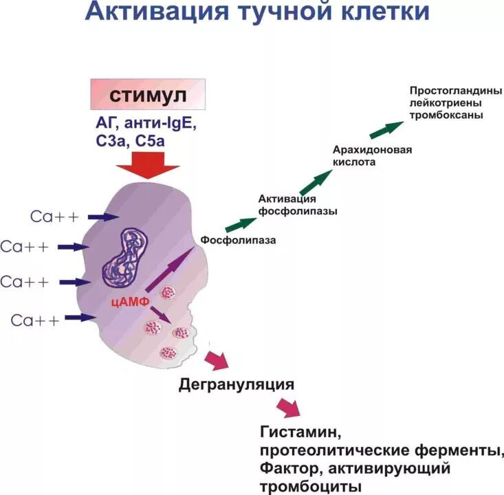 Гистамин в крови. Механизм активации тучных клеток. Активация тучной клетки схема. Тучные клетки иммунология. Тучные клетки и аллергия.
