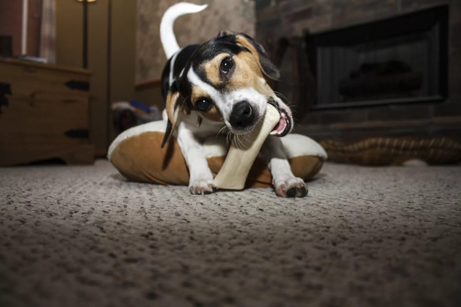 Животные с едой на носу. Dogs are treated. Лакомства для собак. Красивые собаки. Лапусик.