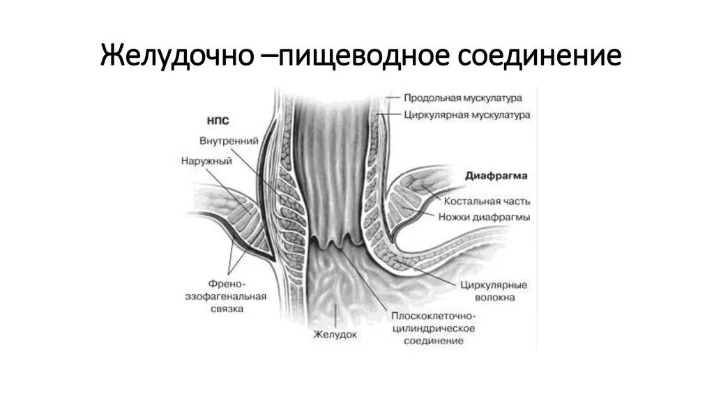 Сфинктер тренировка. Сфинктер тренировка