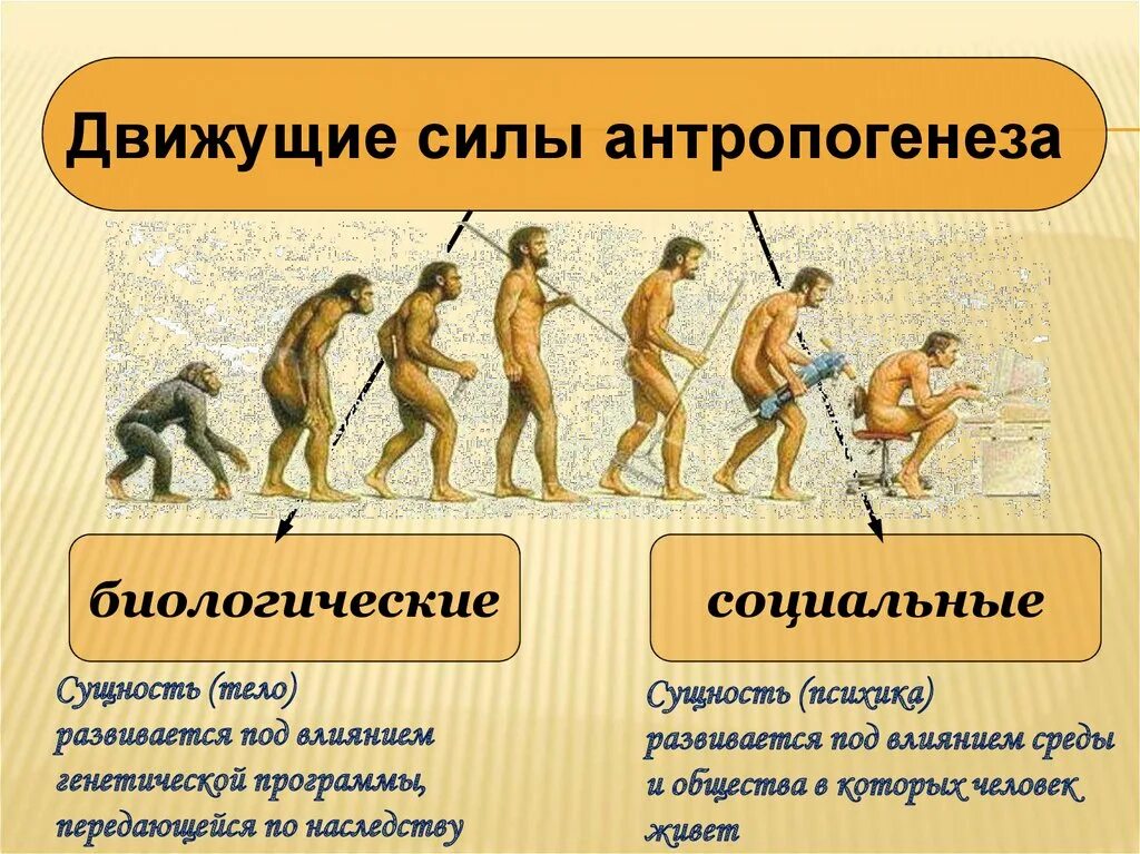 Факторы эволюции человека кратко. Антропогенез движущие силы антропогенеза. Эволюция современного человека. Движущие силы эволюции человека. Этапы появления человека.