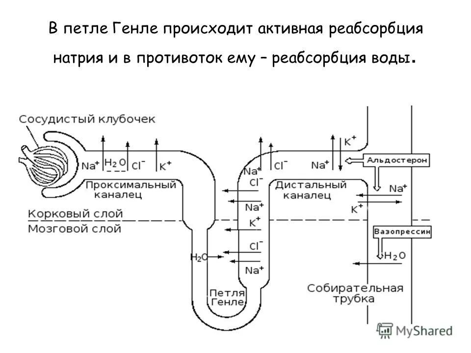 Механизмы канальцевой реабсорбции физиология. Канальцевая реабсорбция. Механизм реабсорбции воды в почках. Реабсорбция в почках. Где происходит реабсорбция.