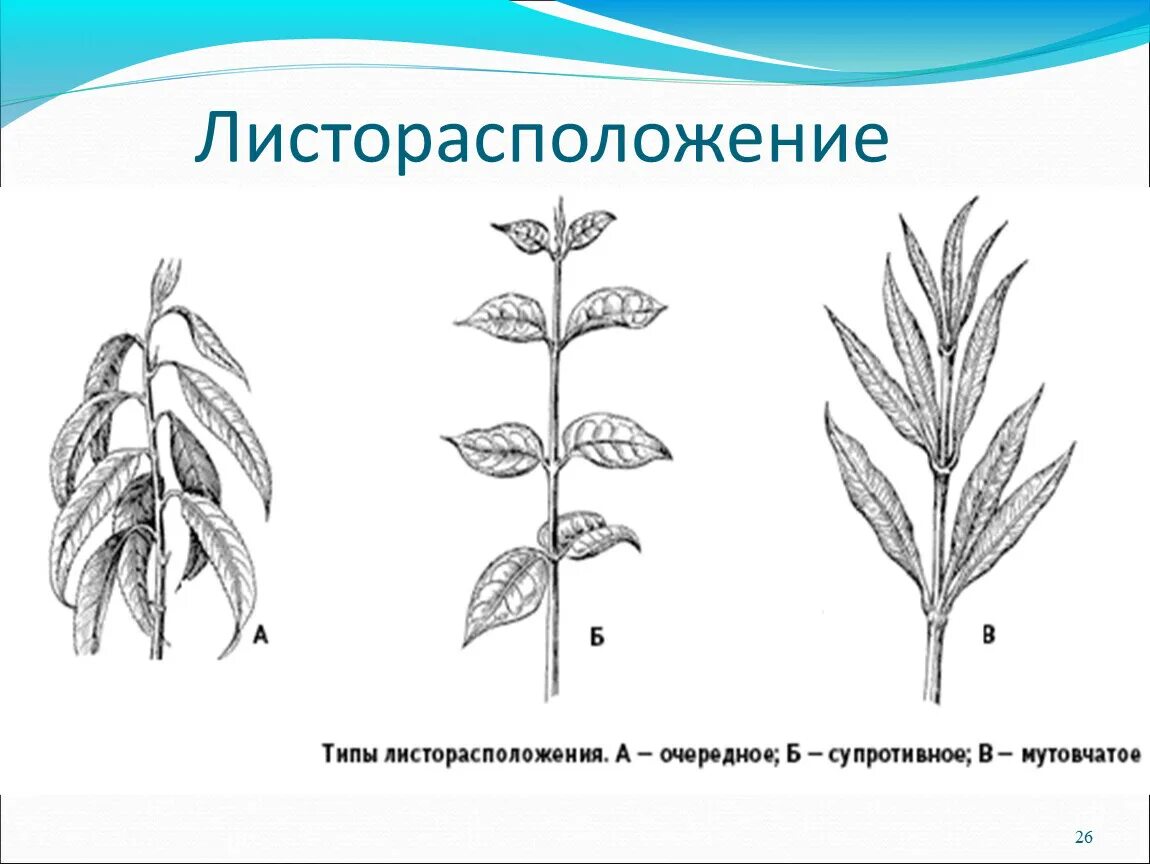 Местоположение листа. Очередное супротивное мутовчатое листорасположение. Листорасположение древесных растений. Листорасположение листа. Олеандр листорасположение.