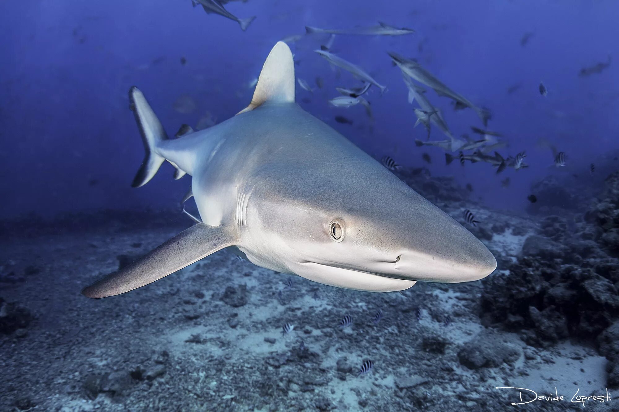 Ocean shark. Рыба акула. Акула фото. Морские обитатели акулы. Акула Морское животное.