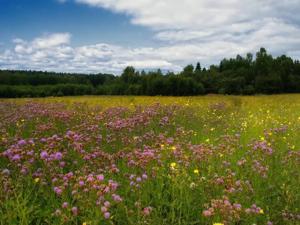 Луга местоположение