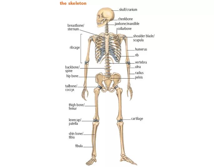 Ткань скелета человека. Скелет человека с подписями. Скелет человека на английском языке. Скелетная система человека. Кости на английском языке.