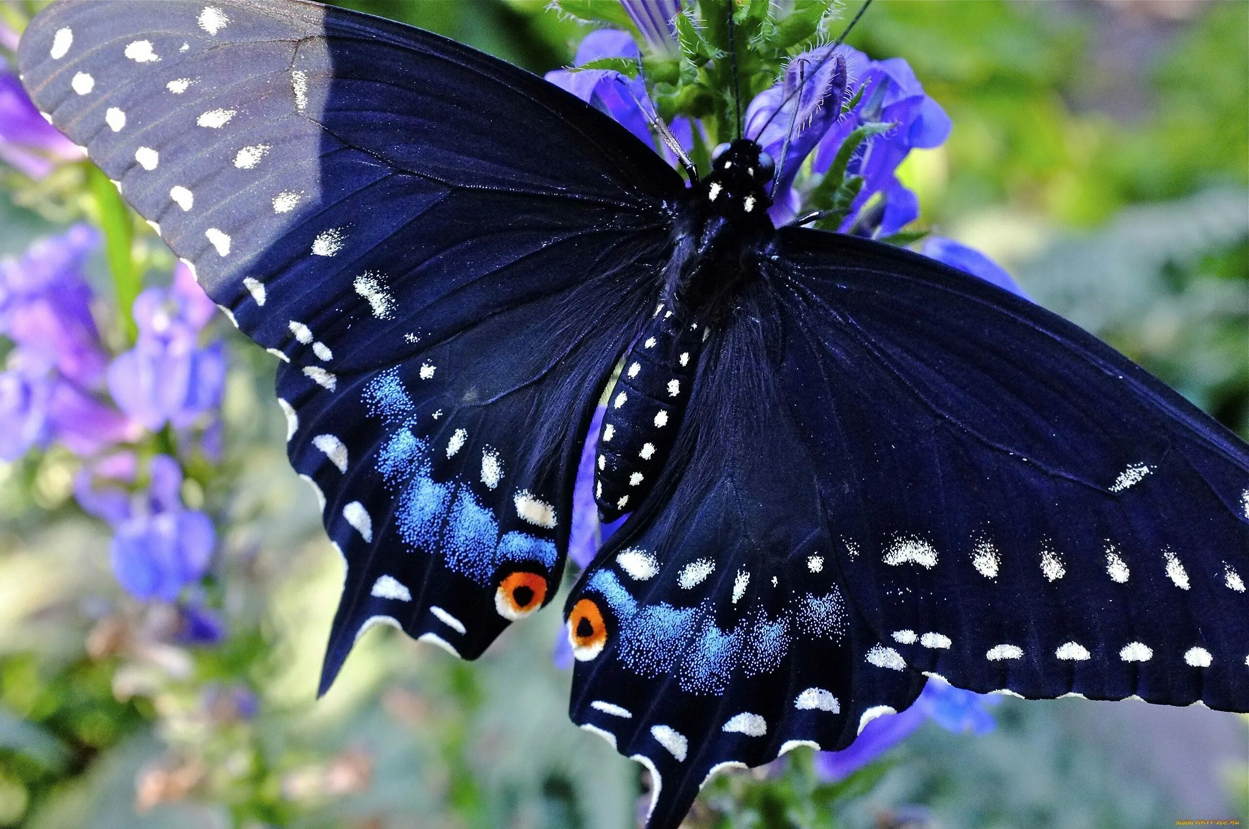 Черно синяя бабочка. Хвостоносец Махаон. Бабочка парусник Махаон. Парусник Маака синий Махаон. Махаон Маака бабочка.
