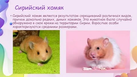 Какой тип характерен для хомяка сирийского