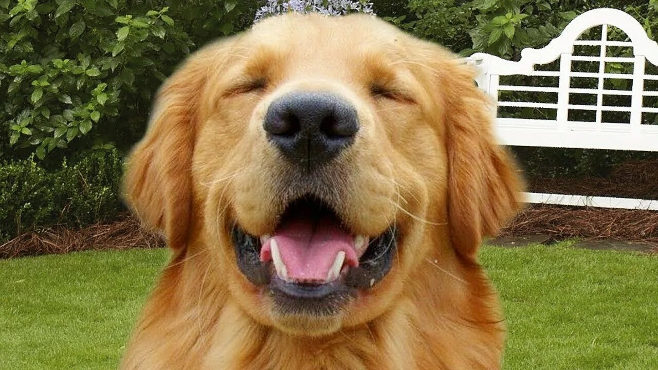 Золотистый ретривер 1 год. Funny Dog ретривер. Золотистый ретривер улыбака. Глупый ретривер.