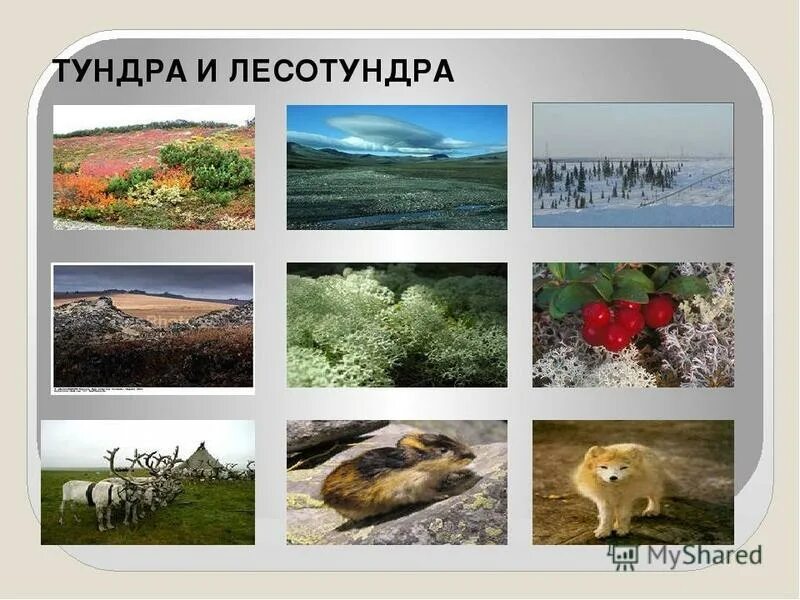 Тундра природная зона животные. Экосистема тундры. Природная зона тундра климат. Природный комплекс заповедника остров врангеля. Средняя субарктическая тундра.