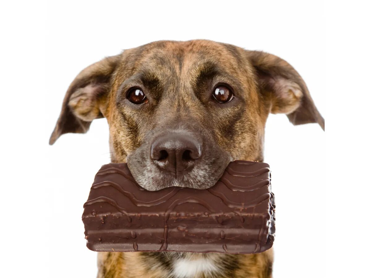 Почему собаке сладкое. Шоколад для собак. Шоколад и животные. Собака ест шоколад. Собака шоколадка.