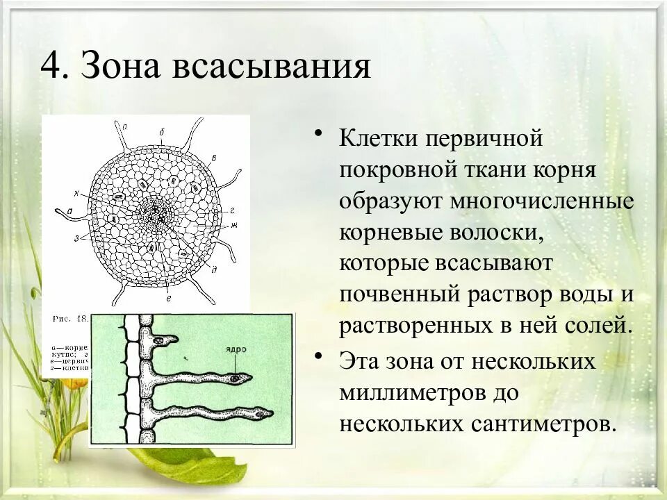 Клетки зоны всасывания корня. Корневые волоски зона всасывания. Зона всасывания ткань. Покровная ткань растений корневые волоски.